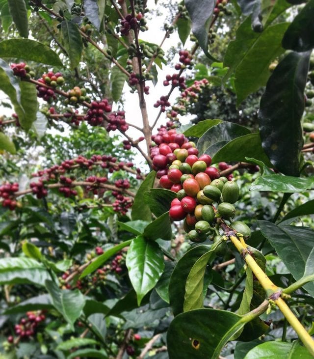 Gesha Colombia