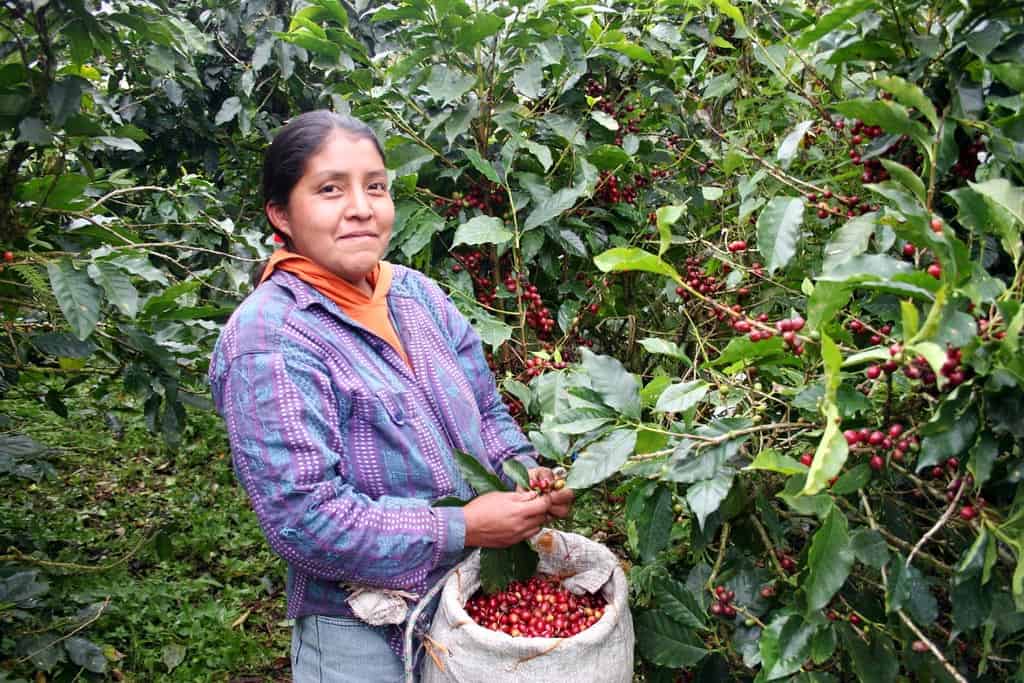 thu hoạch cà phê ở nicaragua
