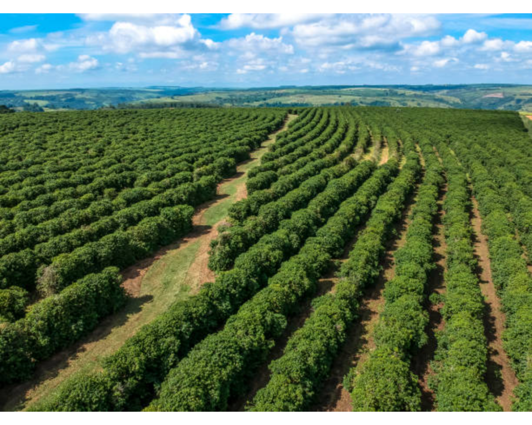 Giá cà phê và tác động ảnh hưởng trong ngành công nghiệp cà phê x Minas Gerais của Brazil 