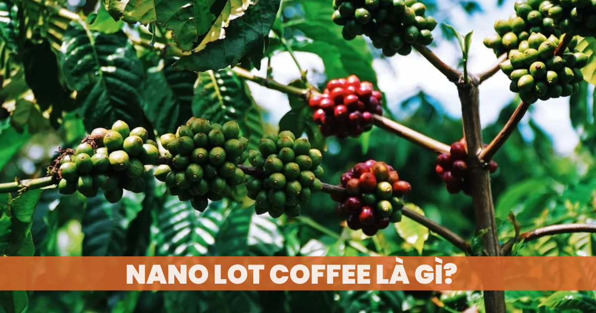 Nano lot Coffee là gì?